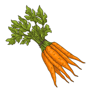 Carottes